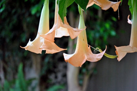 Brugmansia is a tropical tree grown in gardens and indoors in containers, prized for its fragrant pendulous hanging flowers, but highly toxic の写真素材