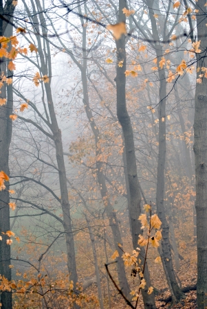Down the wooded hillside to the green valley through the morning fog の写真素材