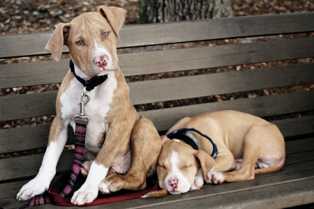 Two cute pit bull puppies on a park bench 