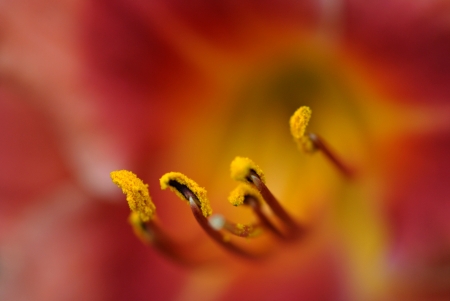 Pink day lily, hemerocallis; closeup of stamens の写真素材