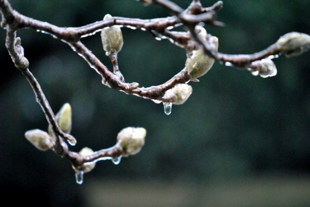A thin coat of ice covers a magnolia tree in the Florida panhandle の写真素材