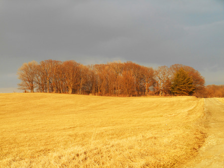 Dark rain clouds above a golden field  glowing in late afternoon sunlight 