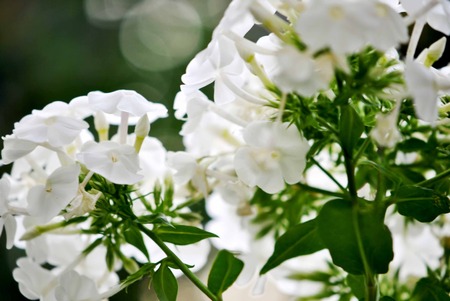 Phlox flowers from beneathの写真素材