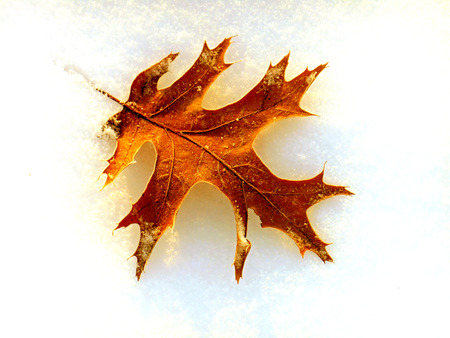 Withered leaf of red oak in snow in early morning sunlight.の写真素材