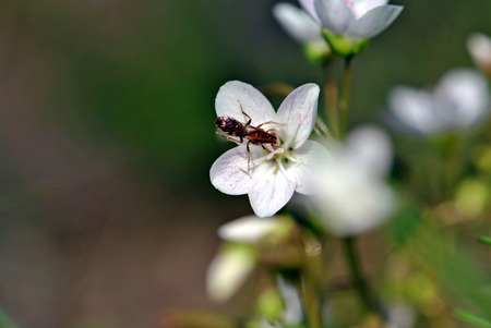 first spring flower, white wood anemone, with beeの写真素材