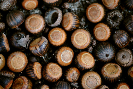 Acornsの写真素材