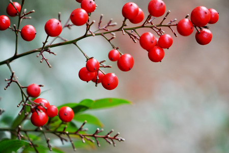 Bright red berries