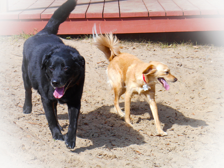 Two dogs running side by sideの写真素材