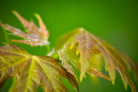 First maple leaves of springの写真素材