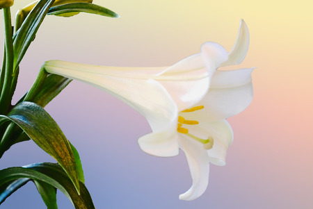 Easter lily on pastel backgroundの写真素材