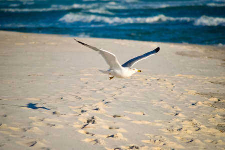 Gull flying low over the sandy beachの写真素材