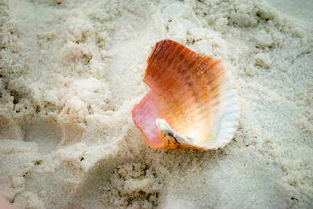Pink seashell fragment