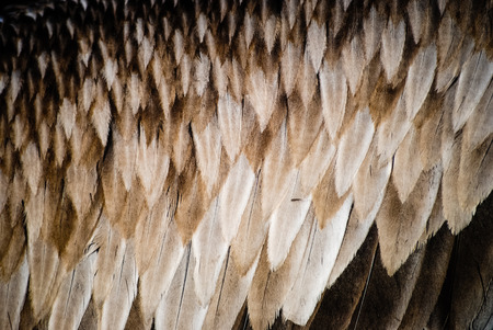 Pelican feathers closeup for textureの写真素材