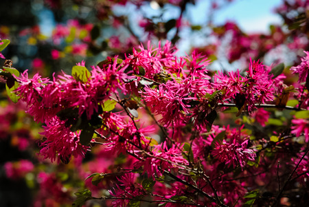 Loropetalum; Chinese fringe flowerの写真素材
