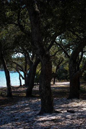 Shade under the trees beside the beachの写真素材