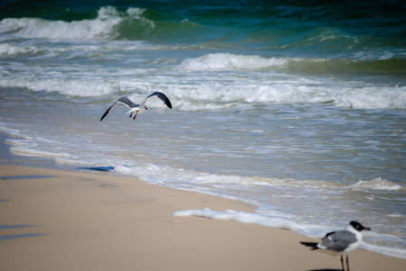 Seagulls at the edge of the waterの写真素材