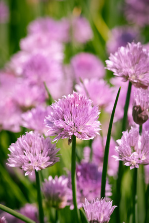 Chive blossomsの写真素材
