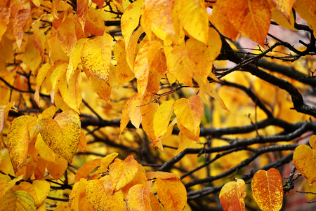 Tree branches with autum foliage