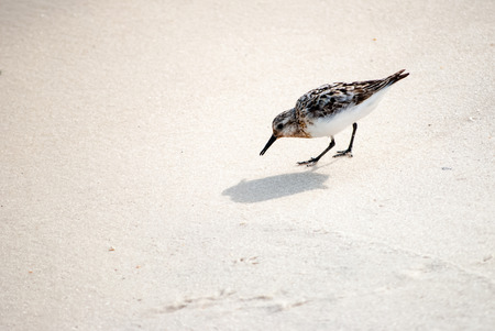 Sandpiper looking for foodの写真素材