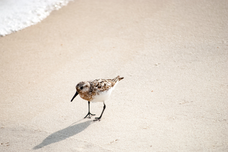 Sandpiper on the shore