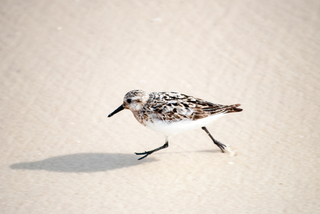 Sandpiper running through the waveの写真素材