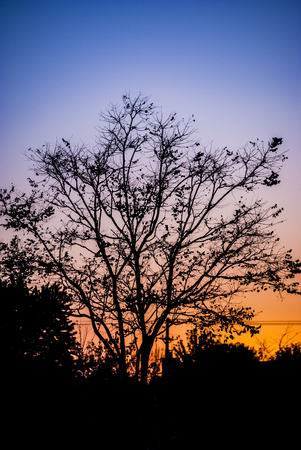 Trees silhouetted against purple and gold sunsetの写真素材