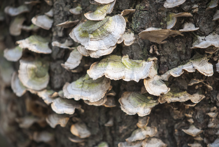 Fungus colony on stump