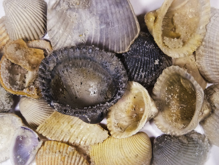 Seashells in natural colors of pink, purple, tan, and white.の写真素材