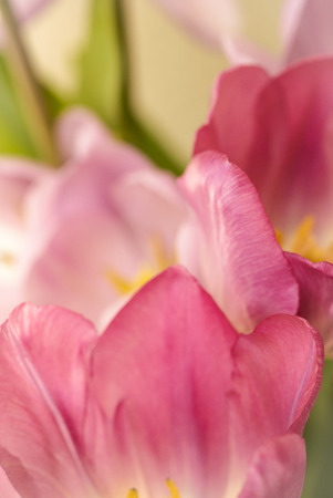 Pink tulips brighten the spring gardenの写真素材