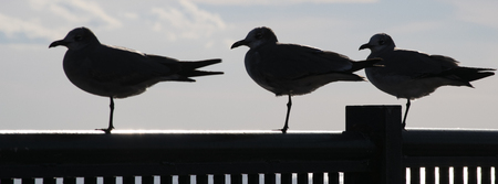 Three seagulls perched on a rail in silhouette.の写真素材
