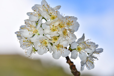 Plum blossomsの写真素材