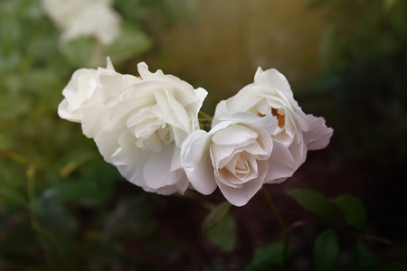 Roses in summerの写真素材