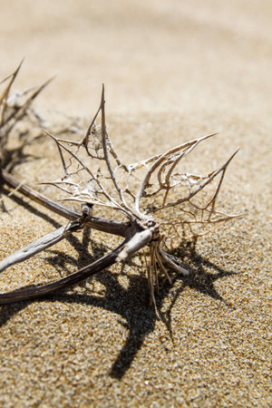 Plants in the desert