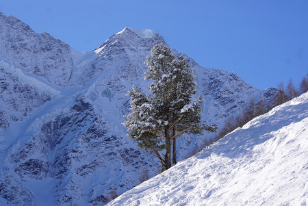 snow tree mountainの写真素材
