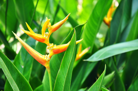 Birds of paradise flowerの写真素材