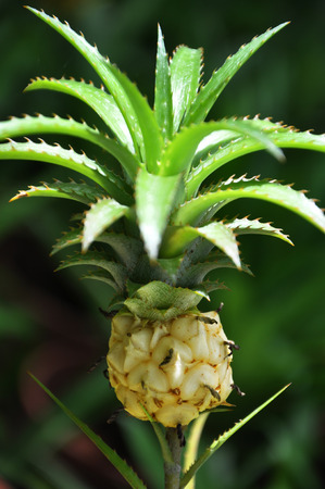 Baby pineappleのeditorial素材