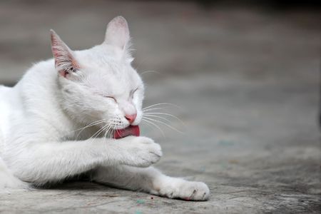 white catの写真素材