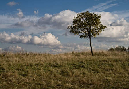 Tree on a hill 2の写真素材