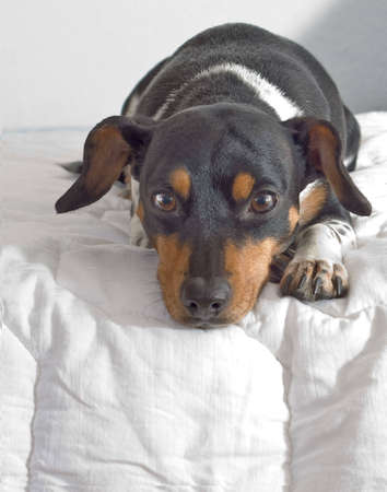 Small Dog 1の写真素材