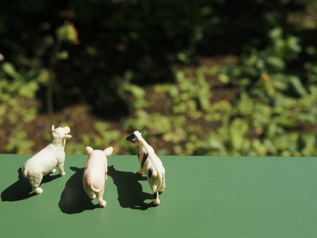 Miniature cattlesの写真素材