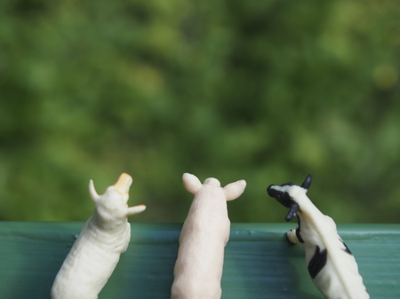 Miniature livestockの写真素材