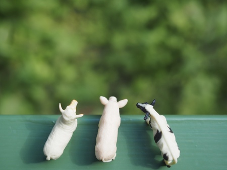 Miniature animalsの写真素材