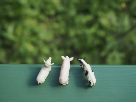 Miniature animalsの写真素材