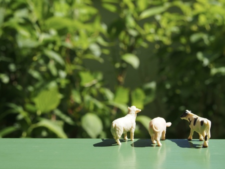Miniature farm animalsの写真素材