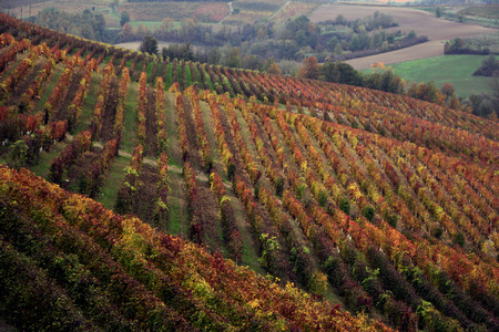 Vineyards of Ruché wine in autumn colors. (Castagnole Monferrato, Piedmont, Italy)の写真素材