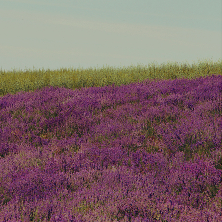 Lavender field with green wheat in Sale San Giovanni, Cuneo area, Piedmont, Italyの写真素材