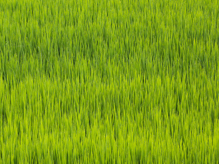 A Green rice field in July after the rain in the Vercelli area, Piedmont, Northern Italyの写真素材