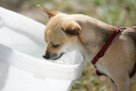 dogの写真素材