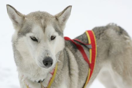 huskyの写真素材