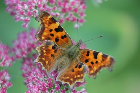 butterflyの写真素材